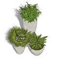 Decorative Potted Bonsai Plants With Various Green Foliage And Ceramic Pots