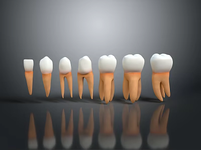 Tooth Models In Different Stages Showing Structure With Roots And Crowns On Gray Background 3d model
