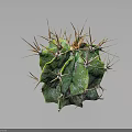 Green Clustered Cactus With Orange Spines And White Spots On Dark Background