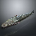 Shiny Dark Whole Fish With Detailed Fins And Eyes On Gray Background