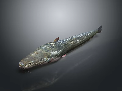 Shiny Dark Whole Fish With Detailed Fins And Eyes On Gray Background 3d model Shiny Dark Whole Fish With Detailed Fins And Eyes On Gray Background 3d model