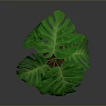 Lush Green Monstera Plant In Black Pot On Black Metal Stand