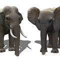 Modern Elephant Elephant Animal 3d model