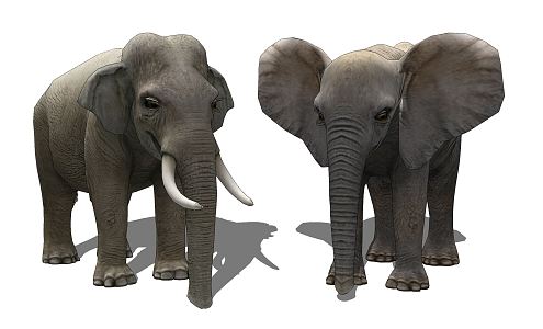 Modern Elephant Animal 3d model