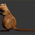 Dutch Pig Cartoon Characters Cartoon Animals Cartoon Small Animals Game Characters Virtual Characters Anime Characters 3d model
