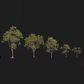 Desert Tree Tropical Tree Tropical Tree Preset 3d model