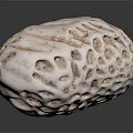 White Textured Seashell With Hollow Patterns And Intricate Surface Details On Dark Background 3d model
