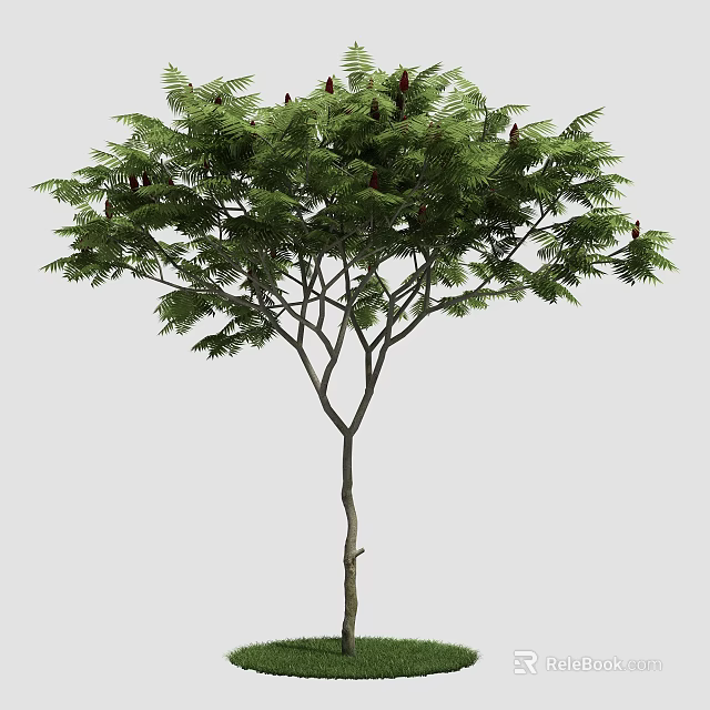 Lush Arbor Featuring Pinnate Green Leaves And Upright Branching Trunk 3d model 