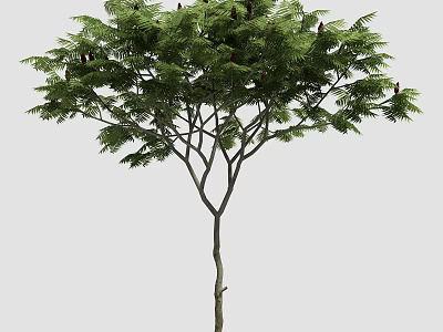 Lush Arbor Featuring Pinnate Green Leaves And Upright Branching Trunk 3d model