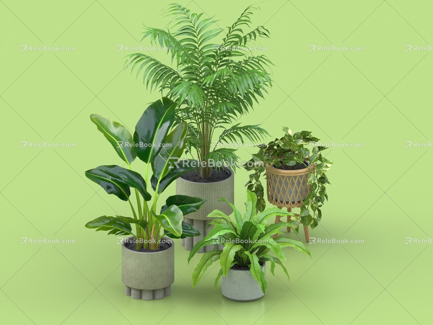 Potted Bonsai Indoor Plants Iron Orchid Thick Leaves Grouper Cranberry Bird of Paradise Iron Orchid 3d model