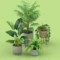 Potted Bonsai Indoor Plants Iron Orchid Thick Leaves Grouper Cranberry Bird of Paradise Iron Orchid 3d model