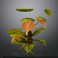 Vibrant Tropical Carnivorous Plant Featuring Orange Pitchers Yellow Lids And Green Leaves