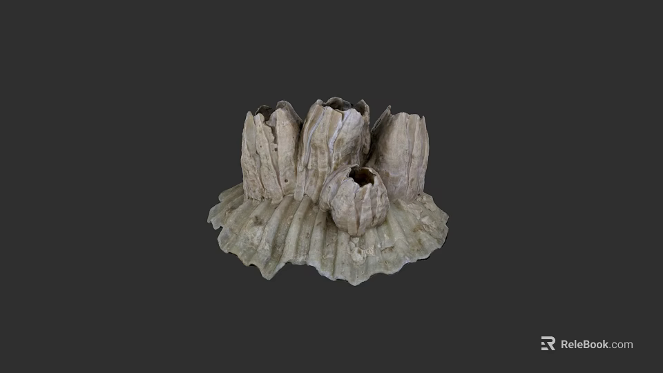 Grayish White Barnacle Aquatic Animals Featuring Dense Structure On Marine Rocks 3d model 