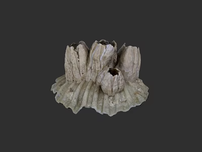 Grayish White Barnacle Aquatic Animals Featuring Dense Structure On Marine Rocks 3d model