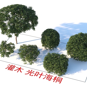 Shrubs Haidon plants 3d model