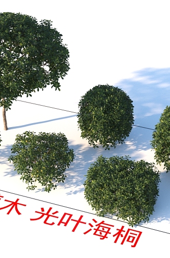 Shrubs Haidon plants 3d model