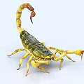 Scorpion Poison Scorpion Desert Scorpion Insect 3d model