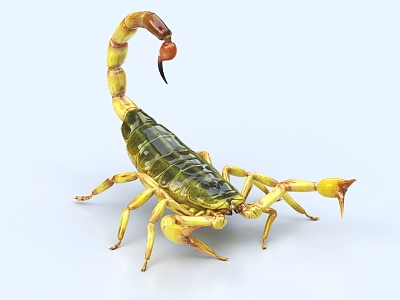 Scorpion Poison Scorpion Desert Scorpion Insect 3d model