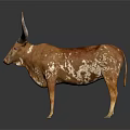 Brown and white spotted longhorn cattle standing on dark background with reflection