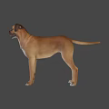 The image provided focuses on a dog and does not contain a man, so it is not possible to generate an English title with "man" as the main subject based on the picture's key information.