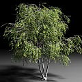 Lush Green Arbor with White Trunks in Isolated Black Background