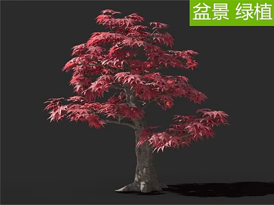 Beautiful Red Leaf Bonsai Arbor with Lush Foliage and Natural Trunk 3d model