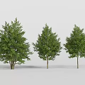 Three Arbor Trees With Green Leaves And Trunks On White Background 3d model