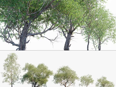 Diverse Arbor Trees With Green Foliage Various Sizes And Natural Trunk Shapes 3d model