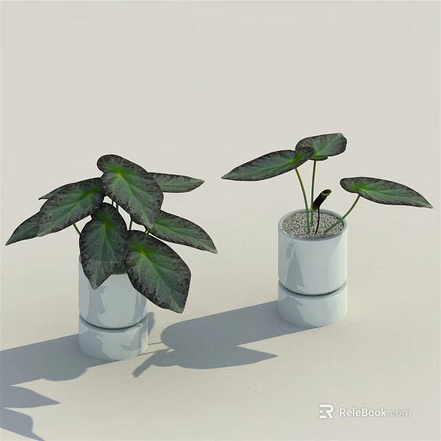 Indoor Potted Plants with Large Dark Green Leaves in White Minimalist Design Pots 3d model 