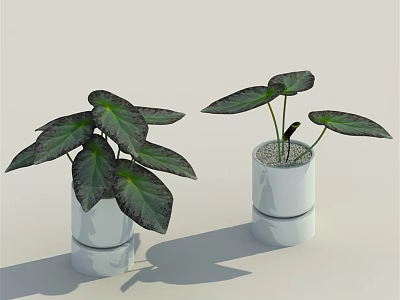 Indoor Potted Plants with Large Dark Green Leaves in White Minimalist Design Pots 3d model