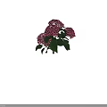 Vibrant Pink Hydrangea Flowers With Lush Green Leaves And Fresh Stems