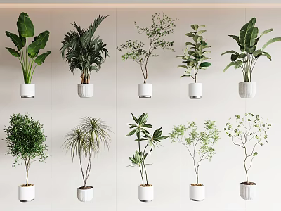 Different Types of Potted Plants in White Pots Neatly Arranged on Light Colored Background Wall 3d model