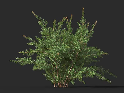 Green Leafy Shrub Bushes With Dense Branches For Outdoor Garden Landscaping 3d model