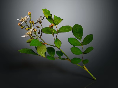 Green Leafy Plant With White Flowers And Buds On Branch Against Dark Background 3d model