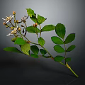 Green Leafy Plant With White Flowers And Buds On Branch Against Dark Background