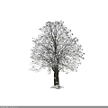 Deciduous Tree With Snow Covered Branches And Brown Trunk In Winter 3d model