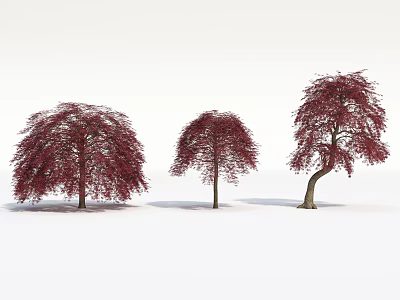 Three Arbor Trees With Red Leaves And Different Shapes Including Curved Trunk 3d model