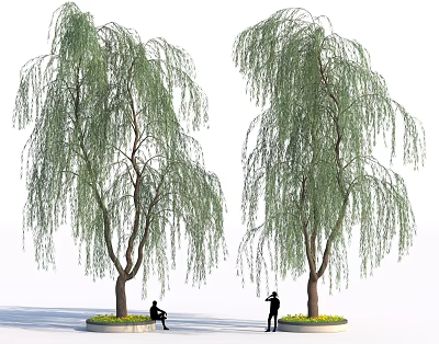 Graceful Willow Trees With Hanging Branches And People Sitting Standing Under 3d model