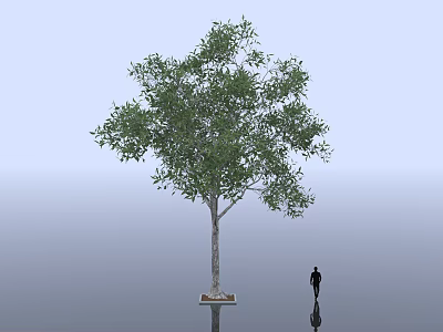 Tall Tree With Green Leaves Brown Trunk And Human Figure On Gray Background 3d model