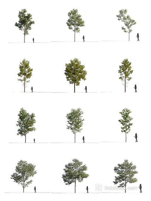 Various Tree Varieties With Human Figures For Size Comparison Illustration 3d model