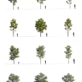 Various Tree Varieties With Human Figures For Size Comparison Illustration 3d model