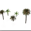 Different Tropical Plants Including Palm Trees And Banana Plants On White Background