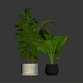 Three Varied Indoor Leafy Plants in Concrete Black and Beige Ceramic Planters on Dark Surface