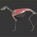 3D Animal Skeleton Anatomical Structure With Visible Red Muscles And Bone Details