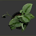Variegated Green Plant in Black Pot with Copper Stripes on Dark Background