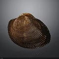 Organ And Hair Related Structure With Brown Shell Striped Surface