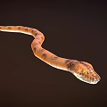 Brown Patterned Snake With Slithering Curved Body Against Dark Background