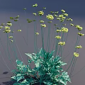 Lush Yellow Flowers With Slender Stems And Green Leaves Against Gray Background