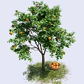 Garden Landscape With Orange Tree Ripe Fruits and Basket On Green Grass Under Blue Sky
