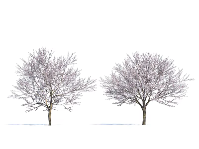 Two Leafless Arbor Trees With Delicate Branches Against White Background 3d model